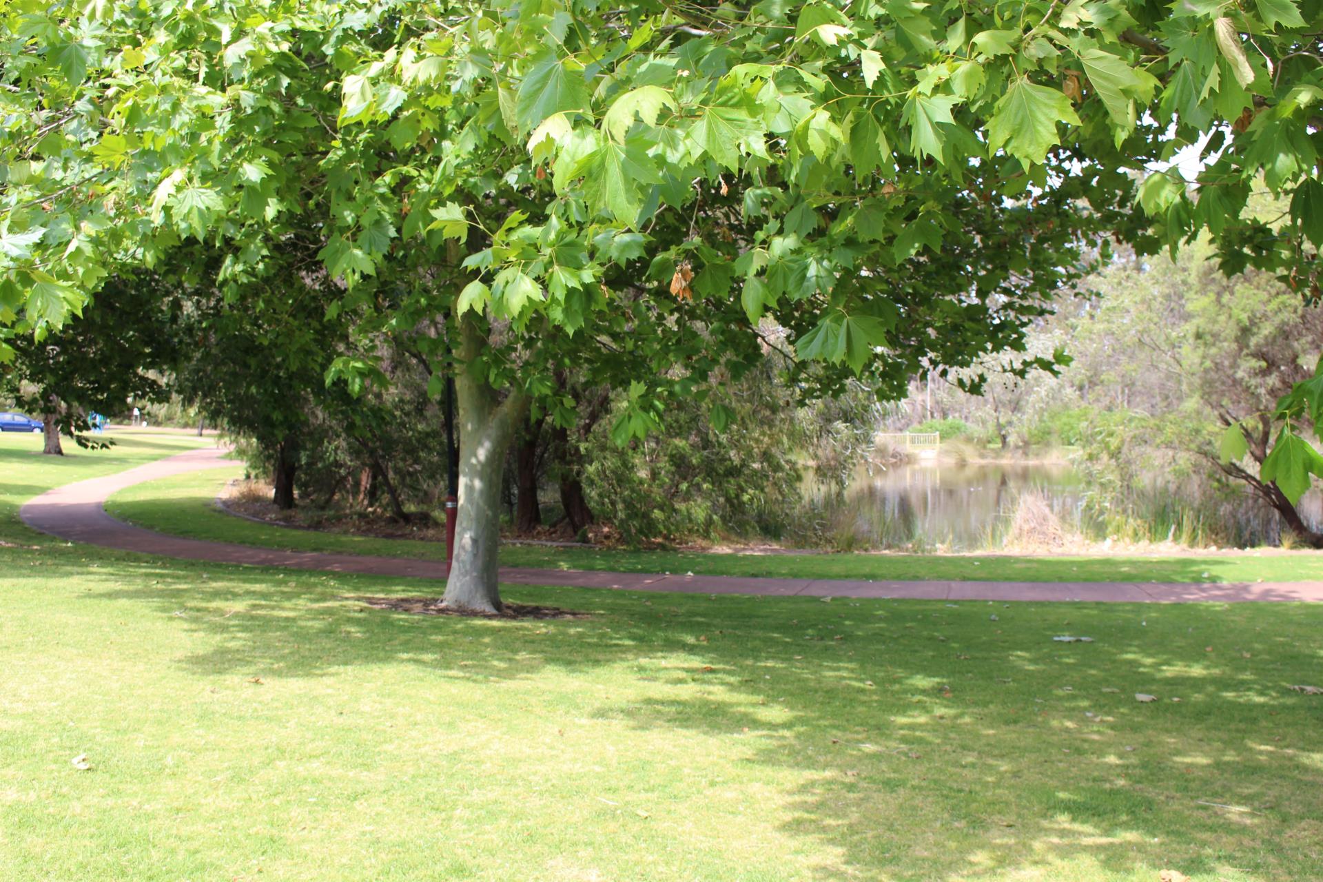 large tree on grassed area
