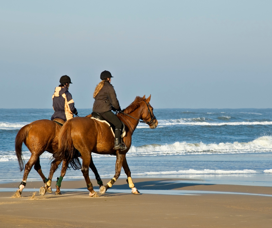 Horse Exercise Areas Image